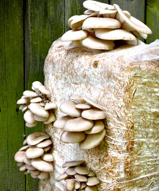 mushroom oyster variety growing on egological straw bales