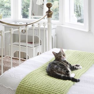 room with cat on white bed and white windows