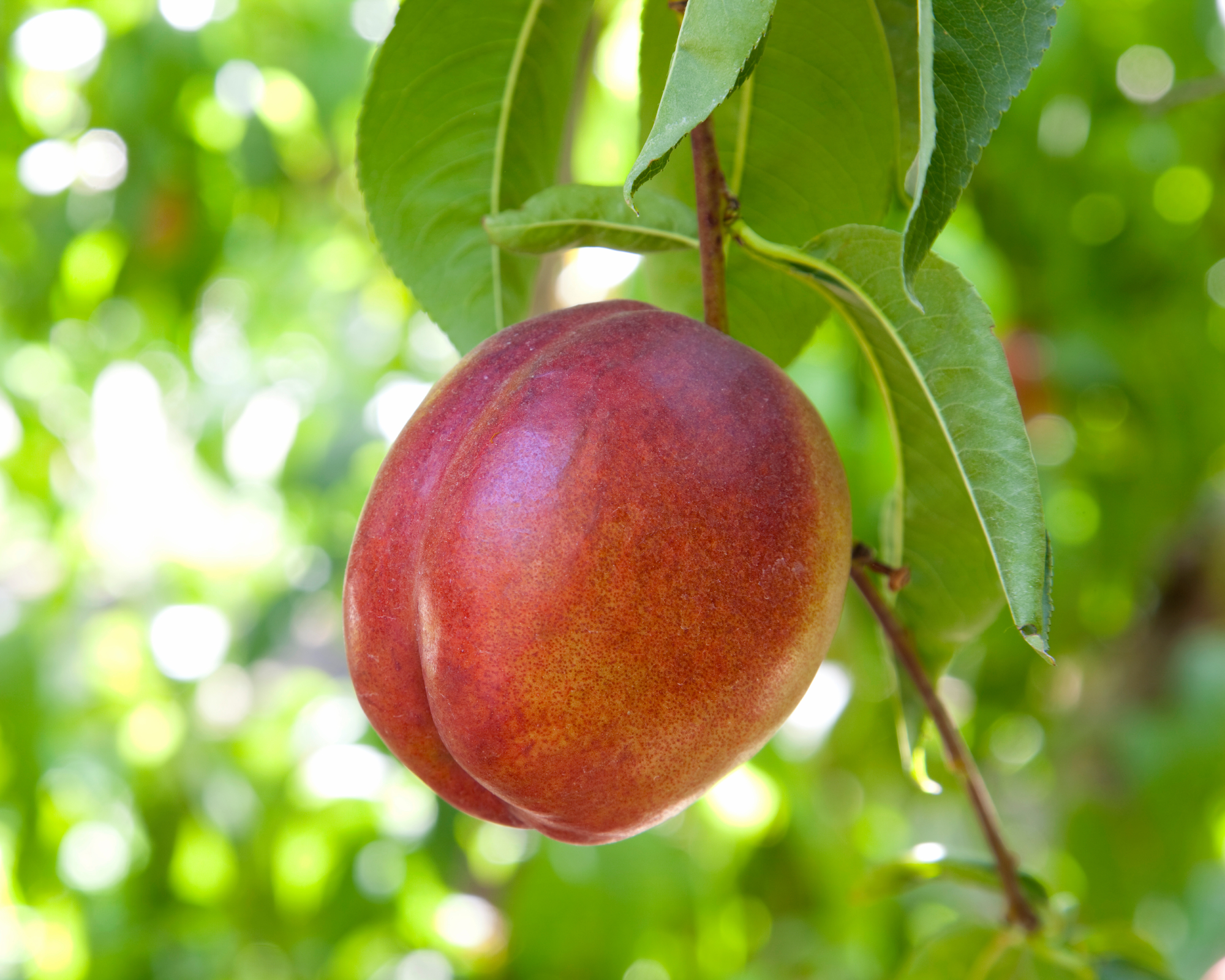 nectarine on a branch