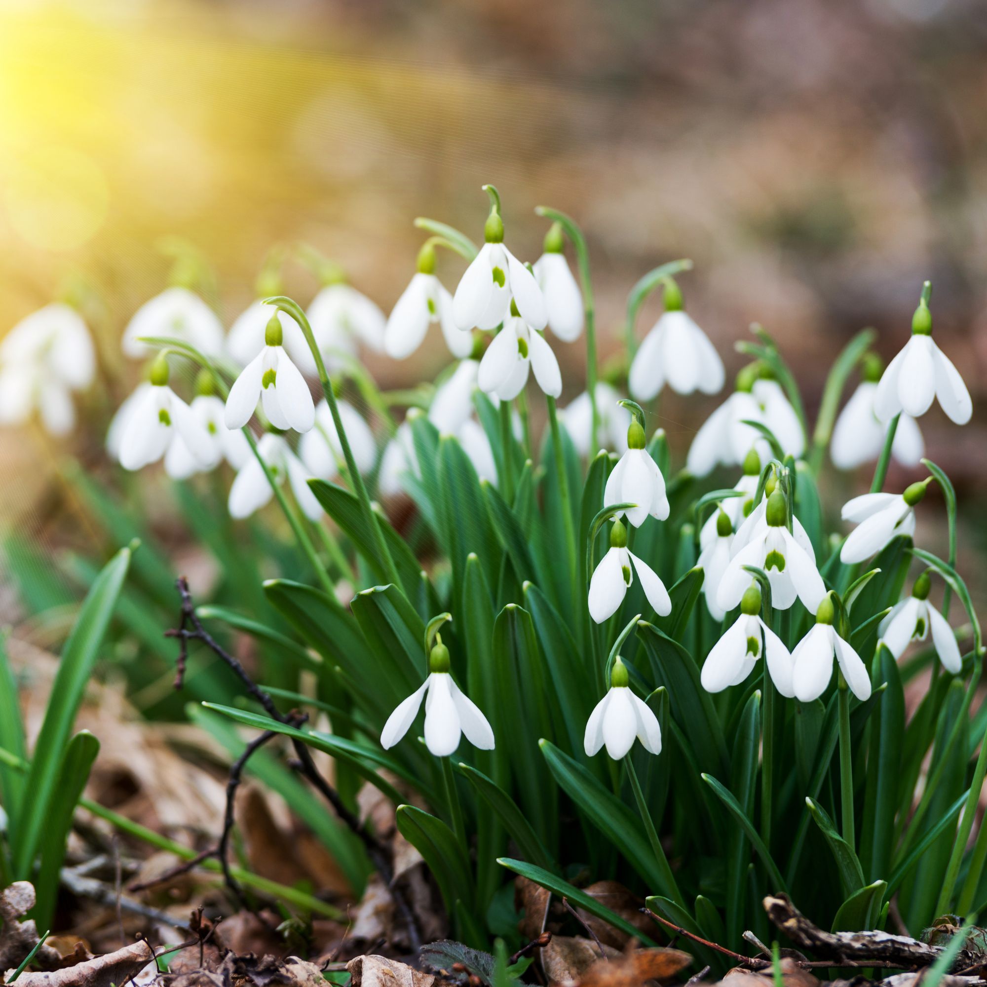 snowdrops in garden border