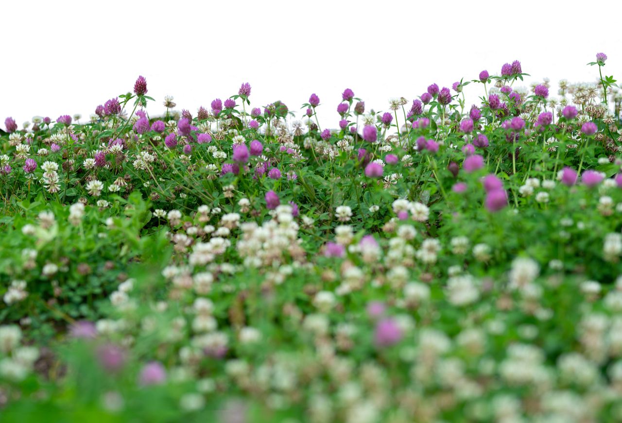 A close up of a lawn covered with blossoming clovers