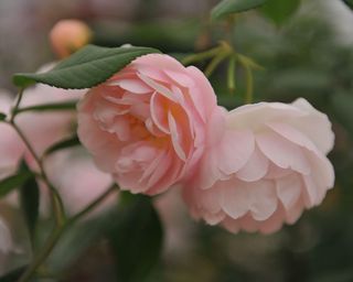 pink flowers of Lady of the Lake rambling rose