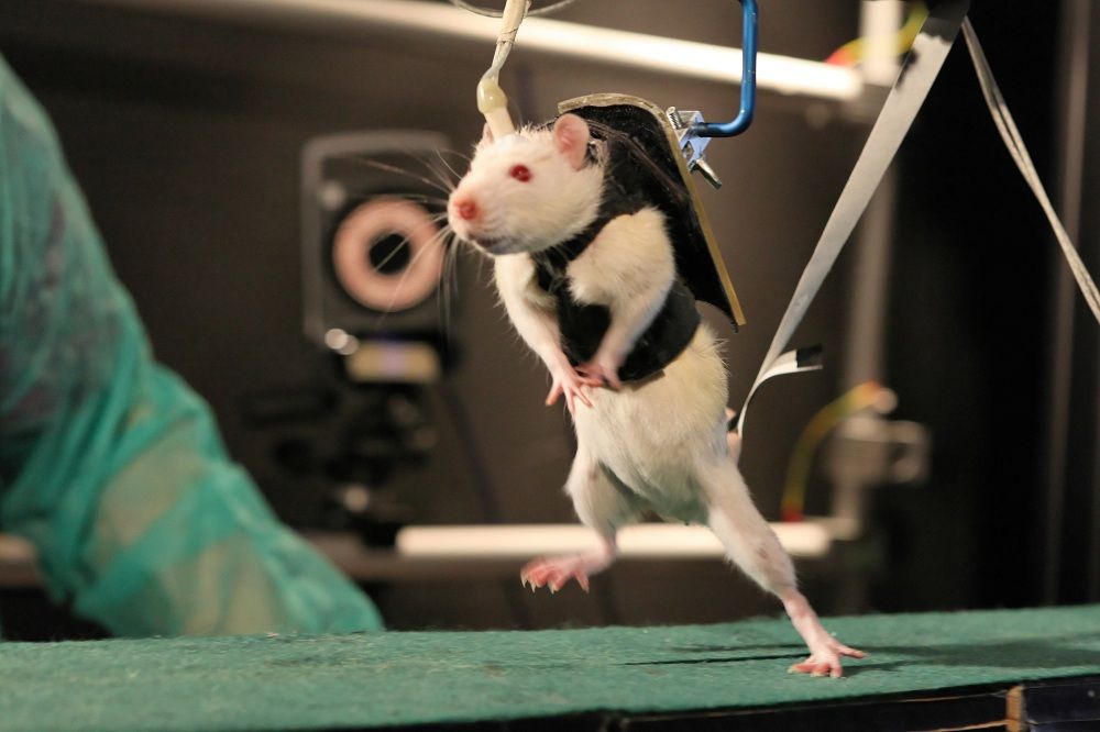 Rat in harness