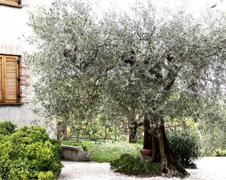 Mediterranean style garden with olive tree