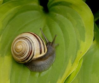 Snail sitting on a green hosta leaf