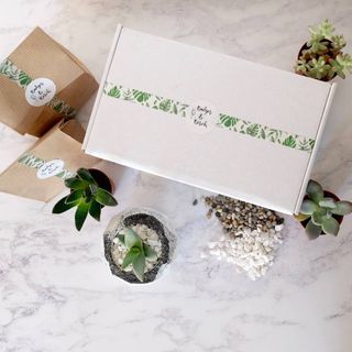 Succulent terrarium DIY kit