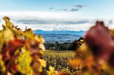 Maison Ventenac vineyards