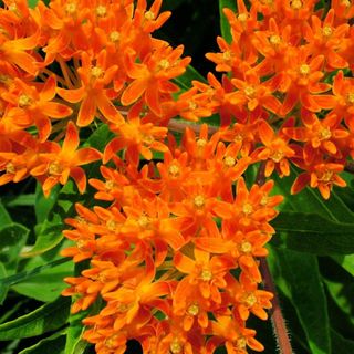 Butterfly Milkweed Native Seeds for Planting