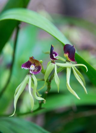 Belize for mysterious black orchids