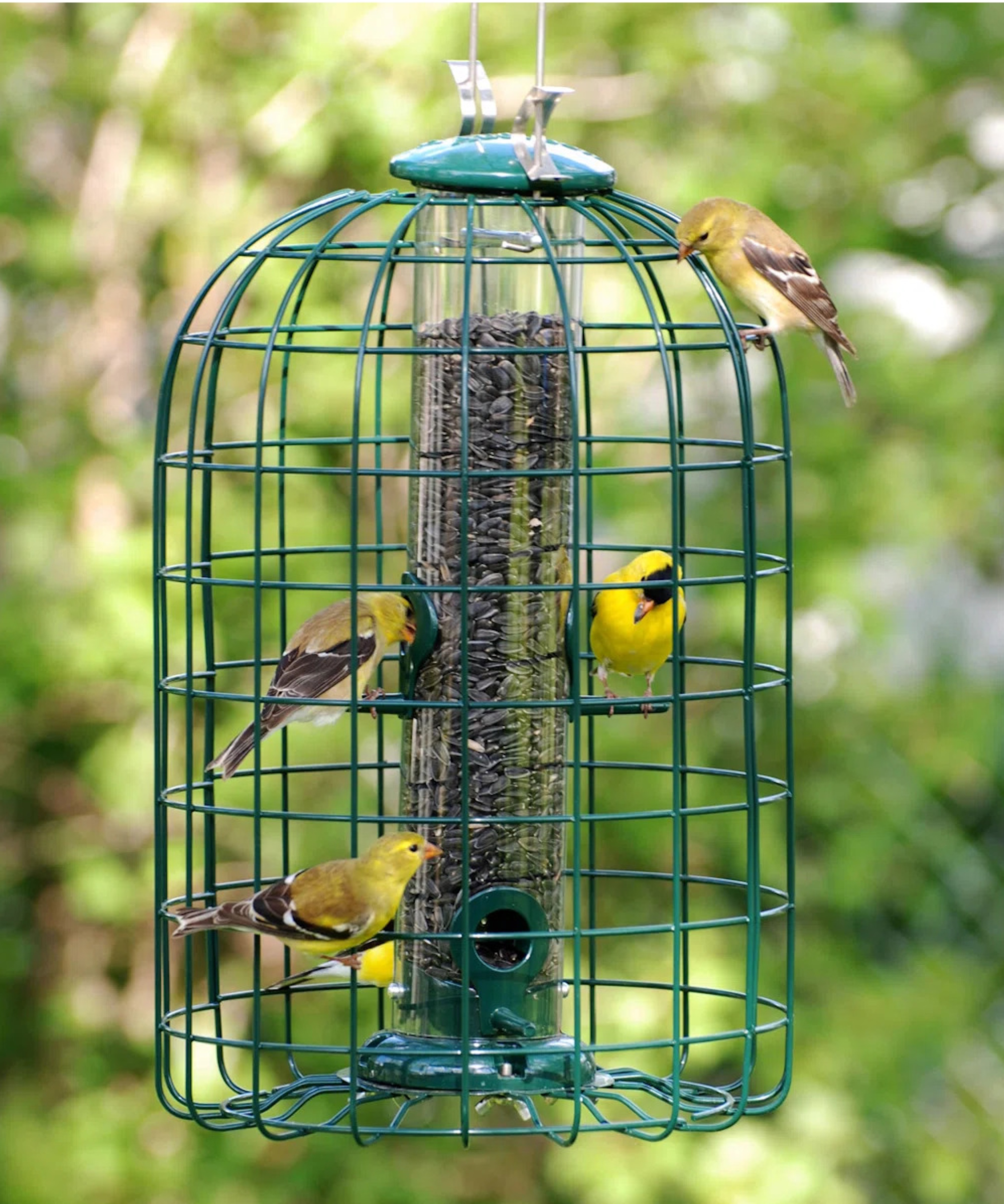 Wayfair caged bird feeder