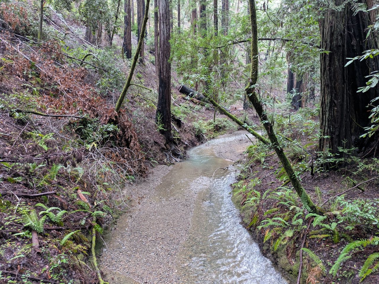 Creek shot by Pixel 8a