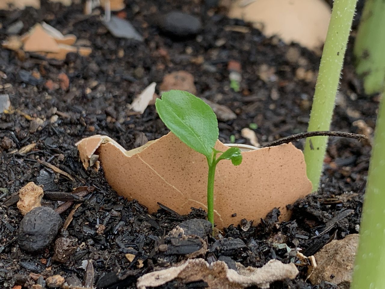 eggshell in a garden bed