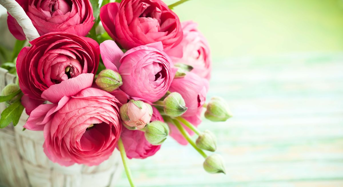 5 alternative flowers to gift to make Valentine’s Day special Tom's Guide