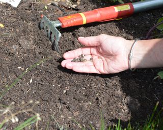 Sowing cerinthe major Honeywort seeds in a prepared seed bed