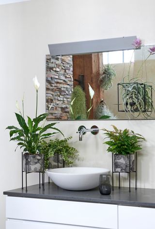 plants in a bathroom