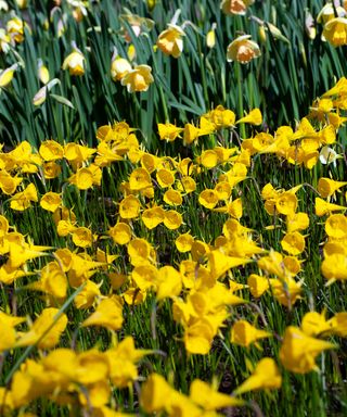 a drift of daffodils in bloom in spring
