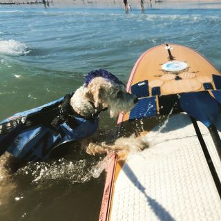 Scooter the surfing therapy dog