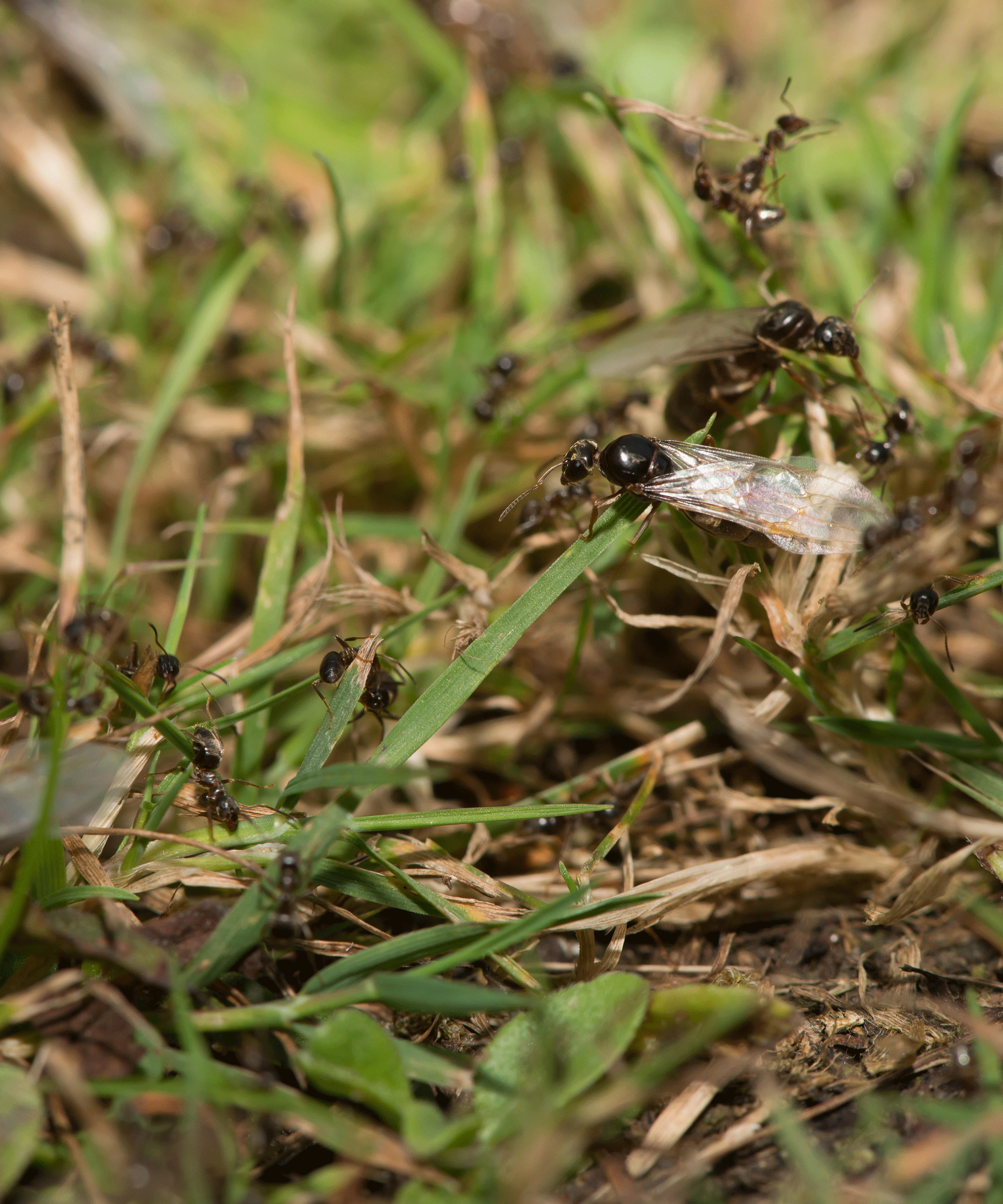 ants in grass
