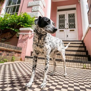 house entrance with chequered tiles and dalmatian dog