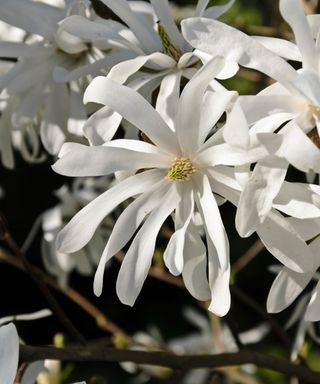 white flowers of a Star magnolia Magnolia stellata 'Royal Star'