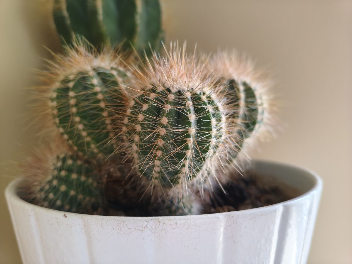 A camera sample taken on the Poco X8 Pro Max camera sample.