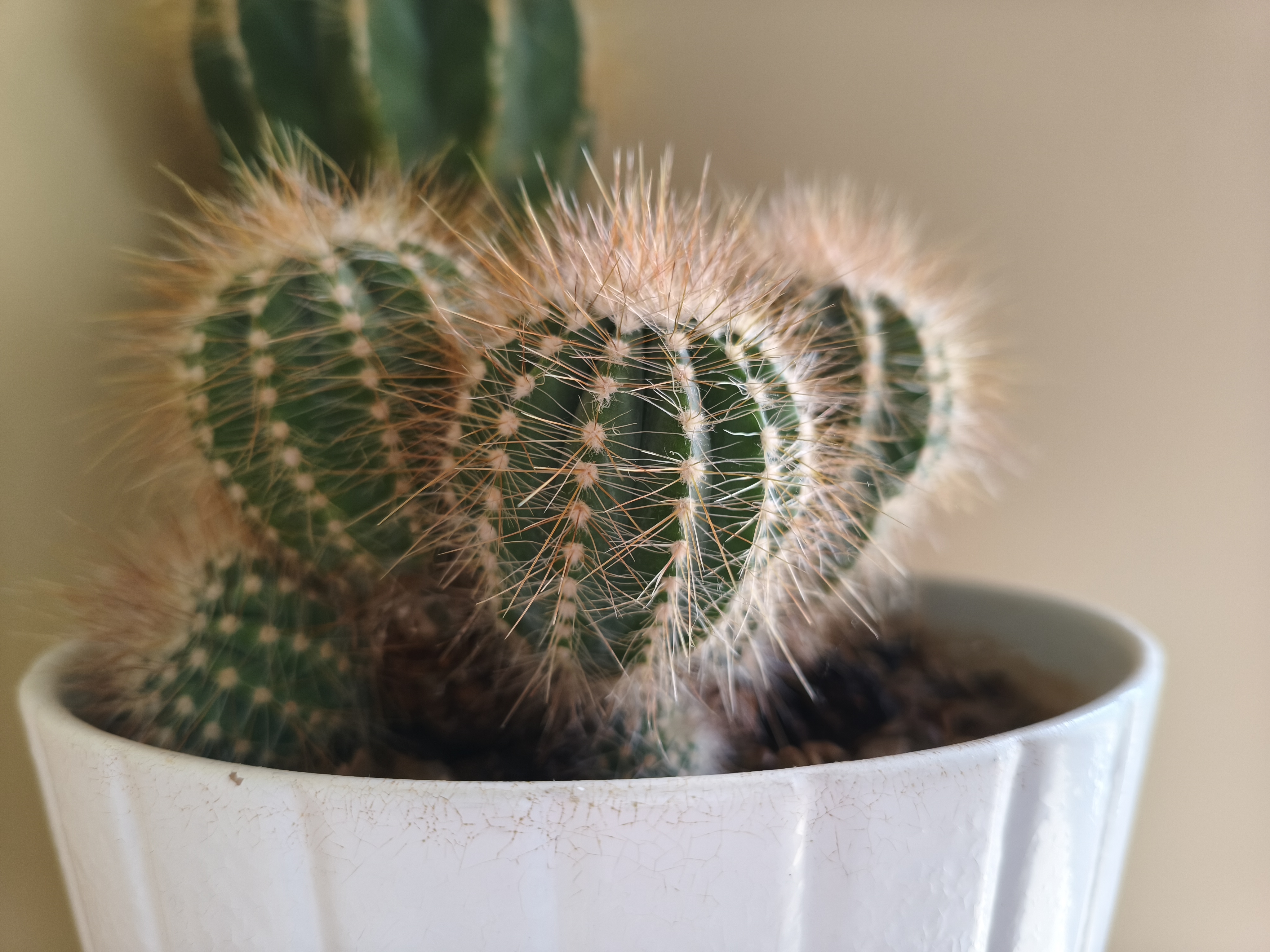 A camera sample taken on the Poco X8 Pro Max camera sample.