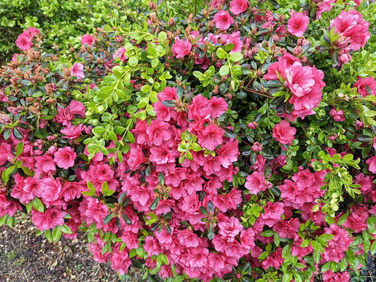 Motorola Razr Fold camera sample.