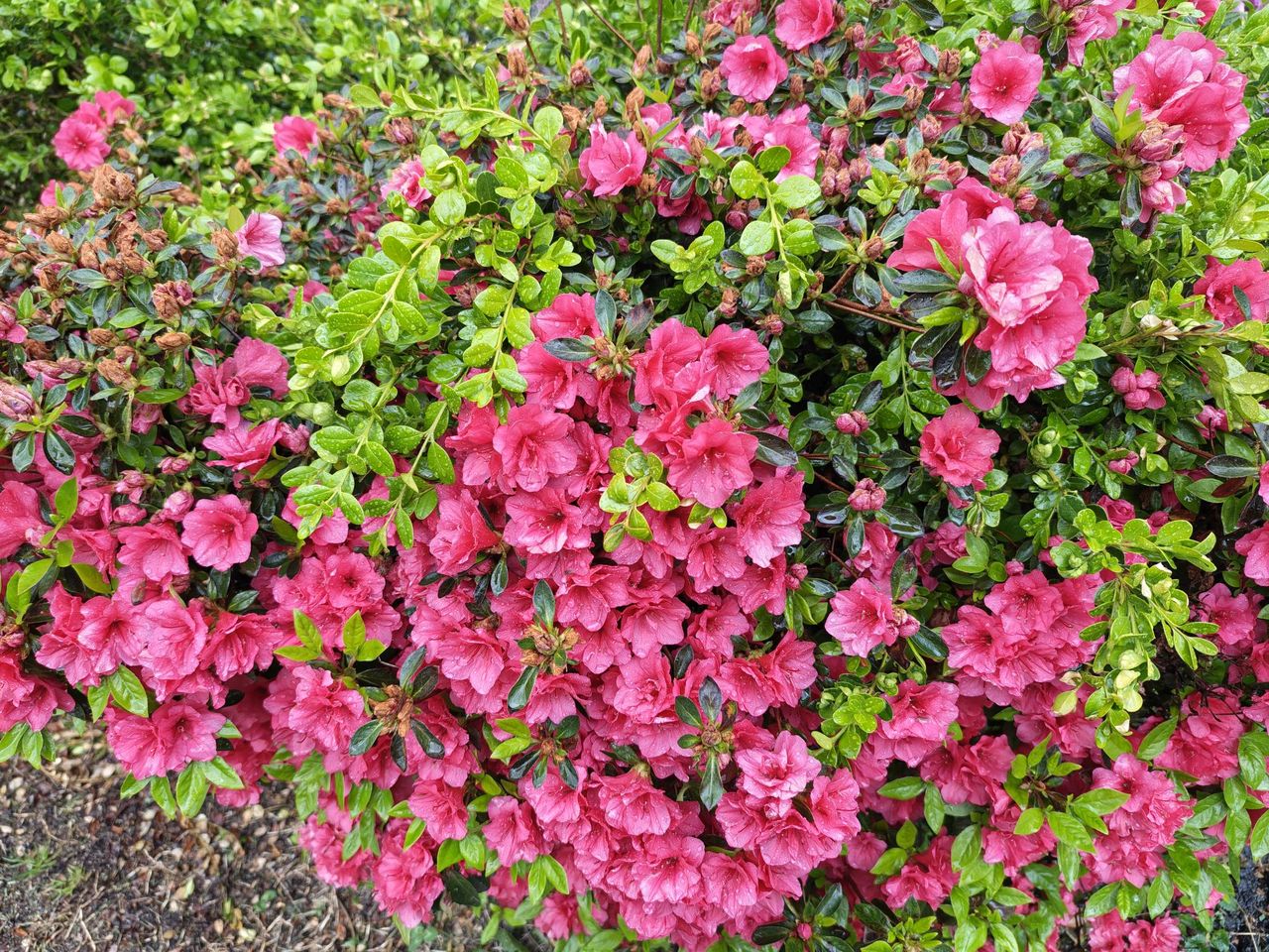 Motorola Razr Fold camera sample.