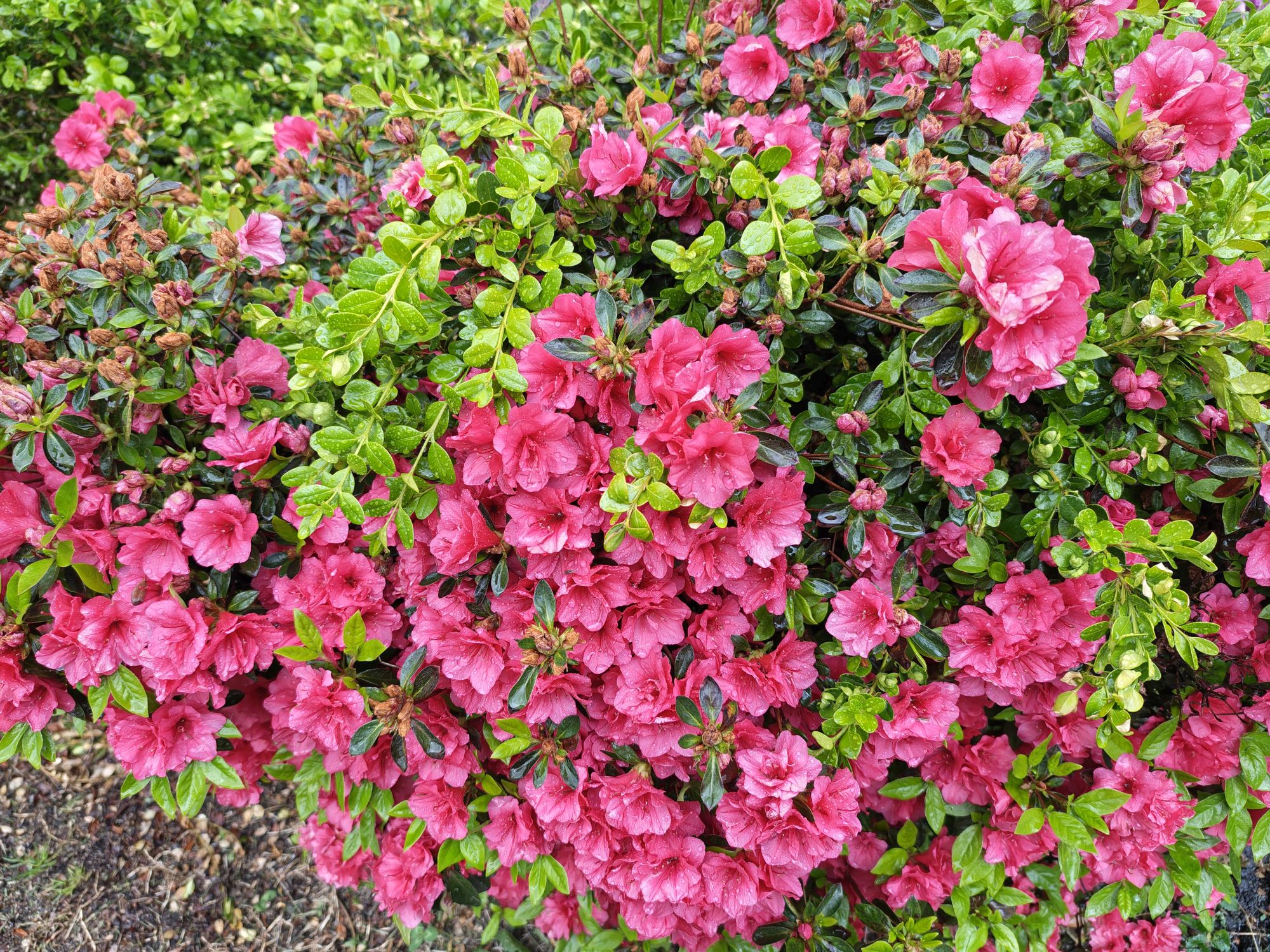 Motorola Razr Fold camera sample.