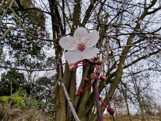 Samsung Galaxy S22 Ultra macro