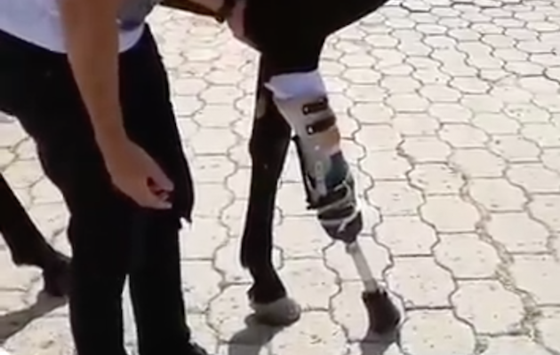 Prosthesis.png