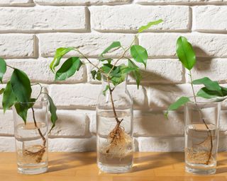 three glasses holding propagated plants against a white brick wall