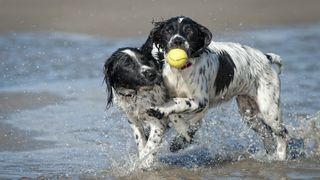 Two English springer spaniels playing sea with ball