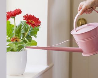 Watering is a vital aspect of gerbera daisy indoor care