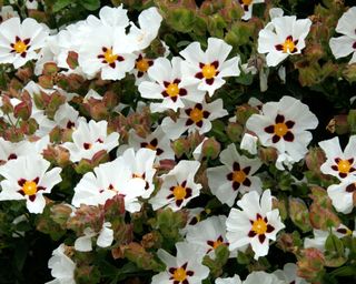 Lots of white flowers of cistus Snow Fire AGM