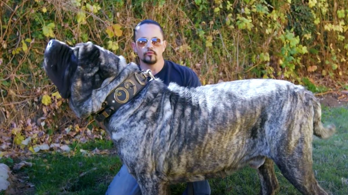 Mammoth guard dog breed the Molossus: Marcus Curtis and Sasquatch