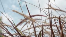 ornamental grasses and sky