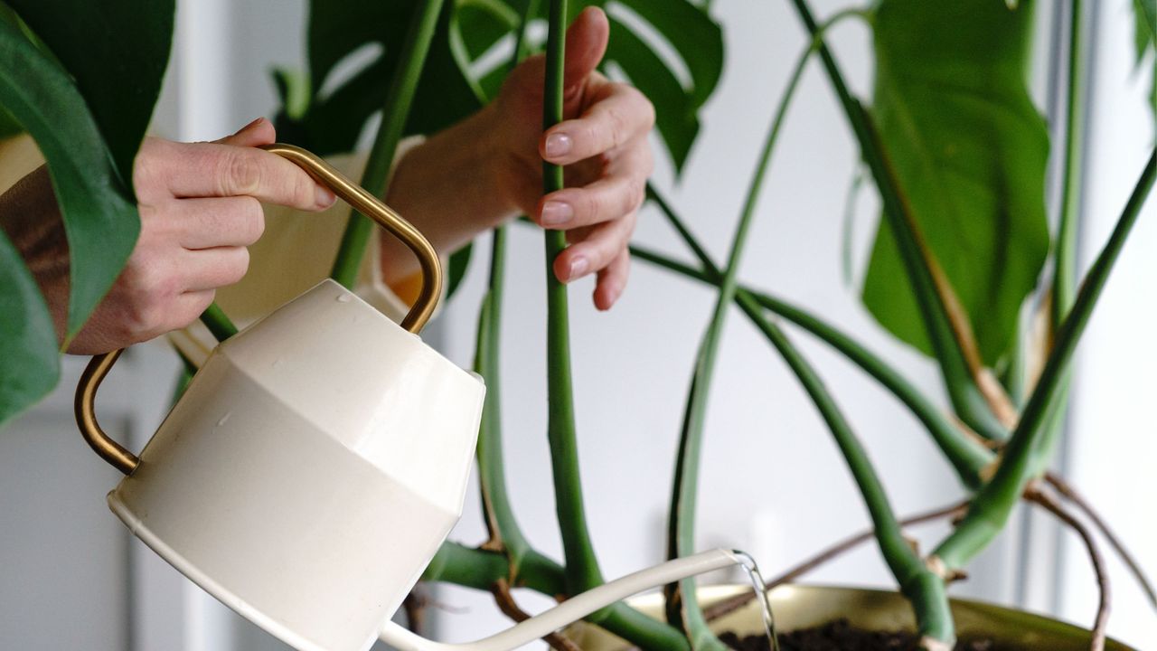 A white watering can with a gold handle and spout watering a green monstera plant