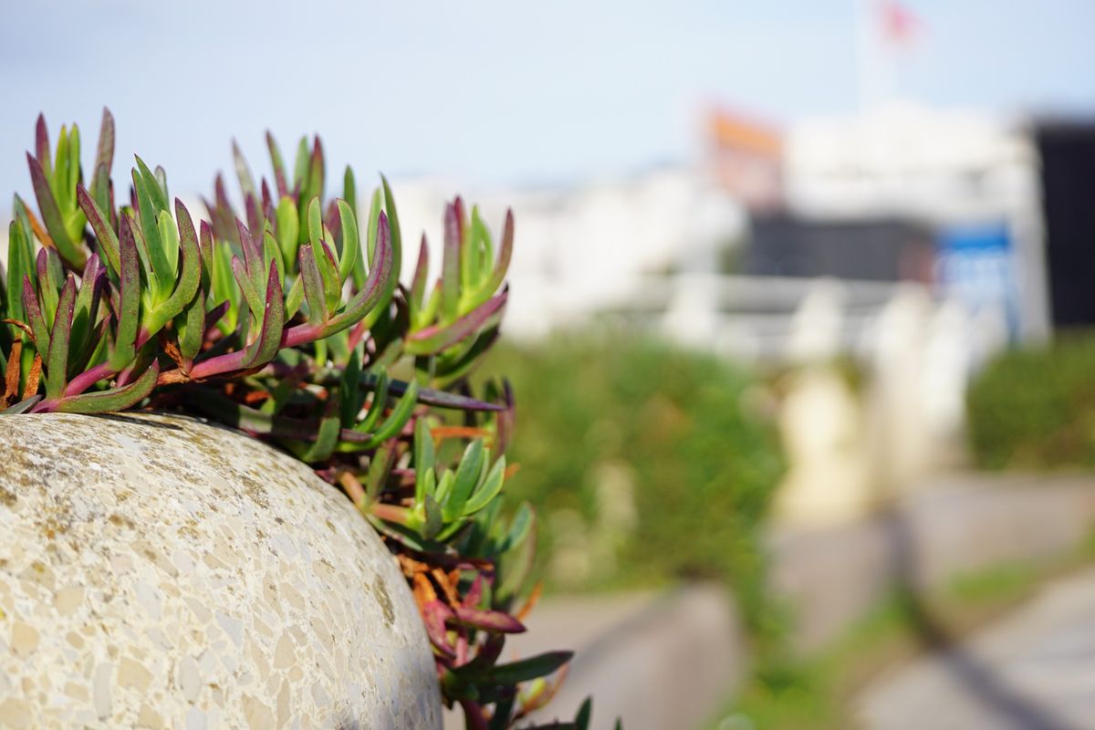Sigma 50-120mm f/2.8 DC OS | C sample image