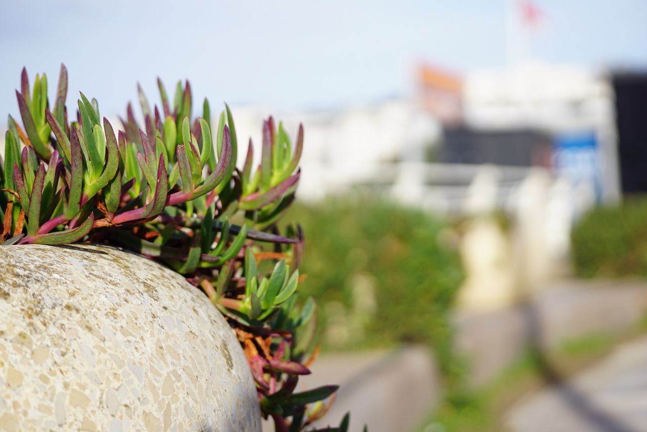 Sigma 50-120mm f/2.8 DC OS | C sample image