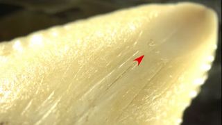 A close up photo of a shark tooth with scratches and a ground section on the tip indicated with a digitally imposed red arrow.