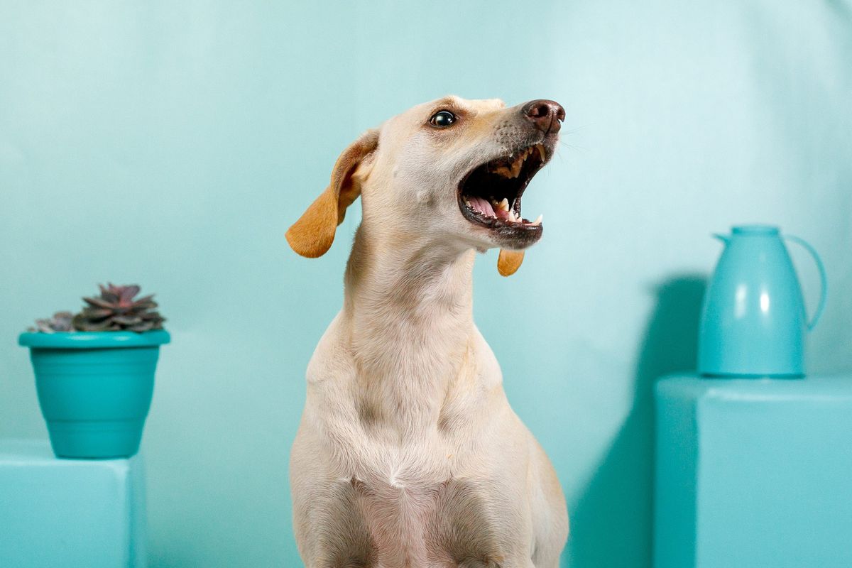 What do these different dog noises mean? What your dog's bark means