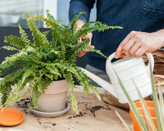 A white person in denim long sleeve shirt watering a potted fern with a white watering can