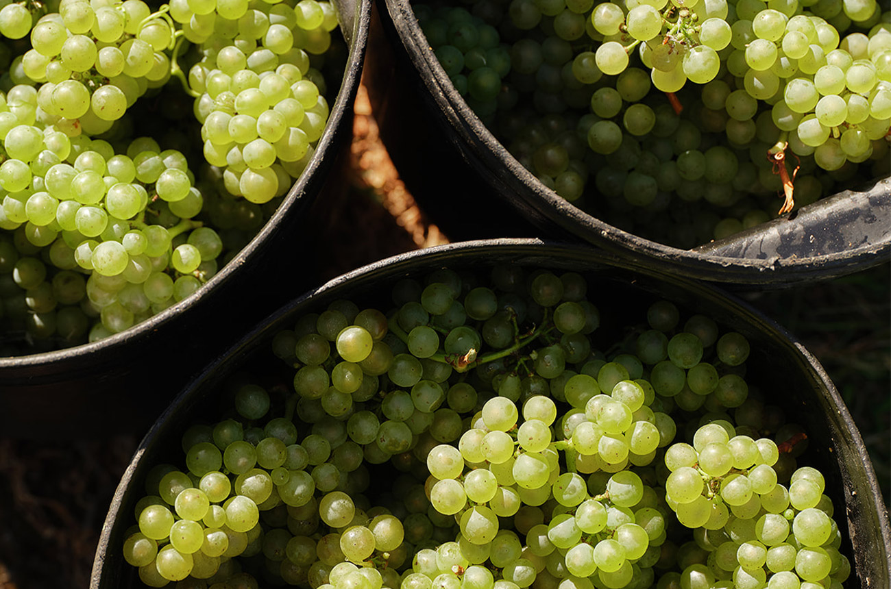 Victoria produces a variety of unique, terroir-driven expressions of Chardonnay.