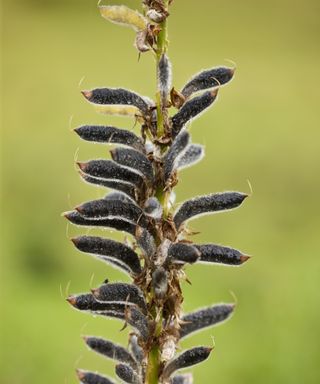 Lupine flower gone to seed with black seed pods