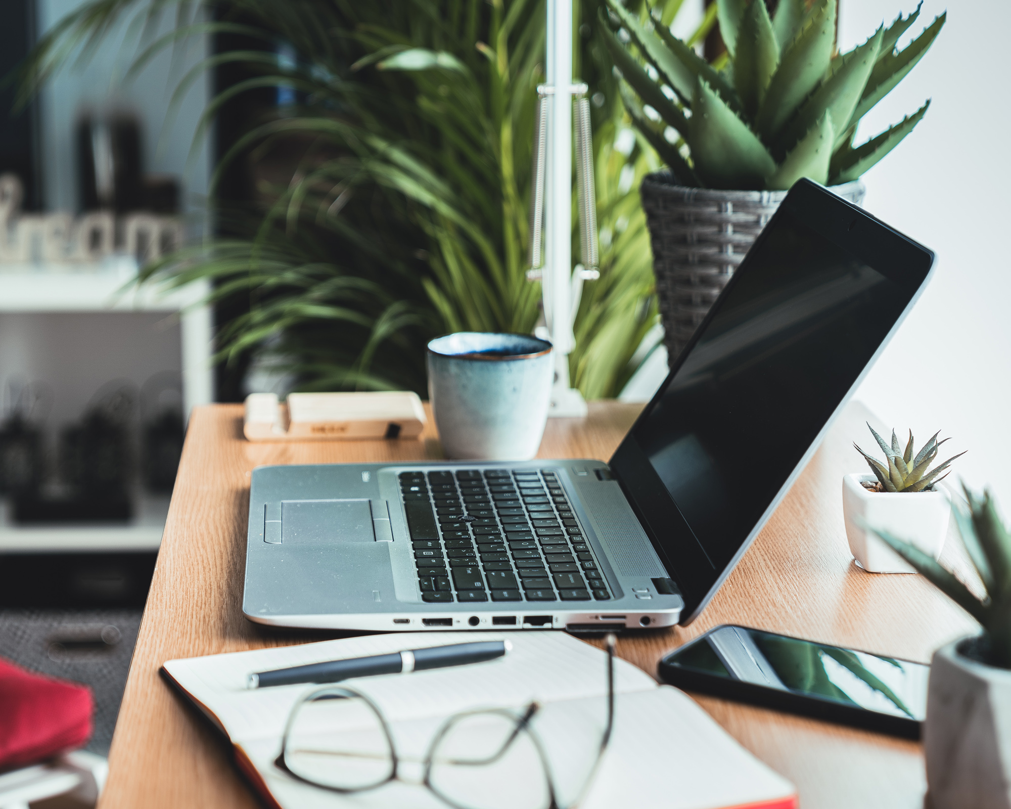 open laptop on desk with houseplants including aloe vera