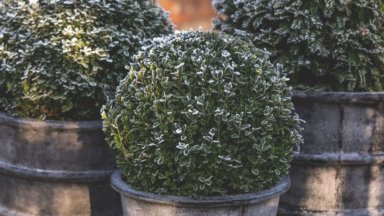 Frosted potted hedges