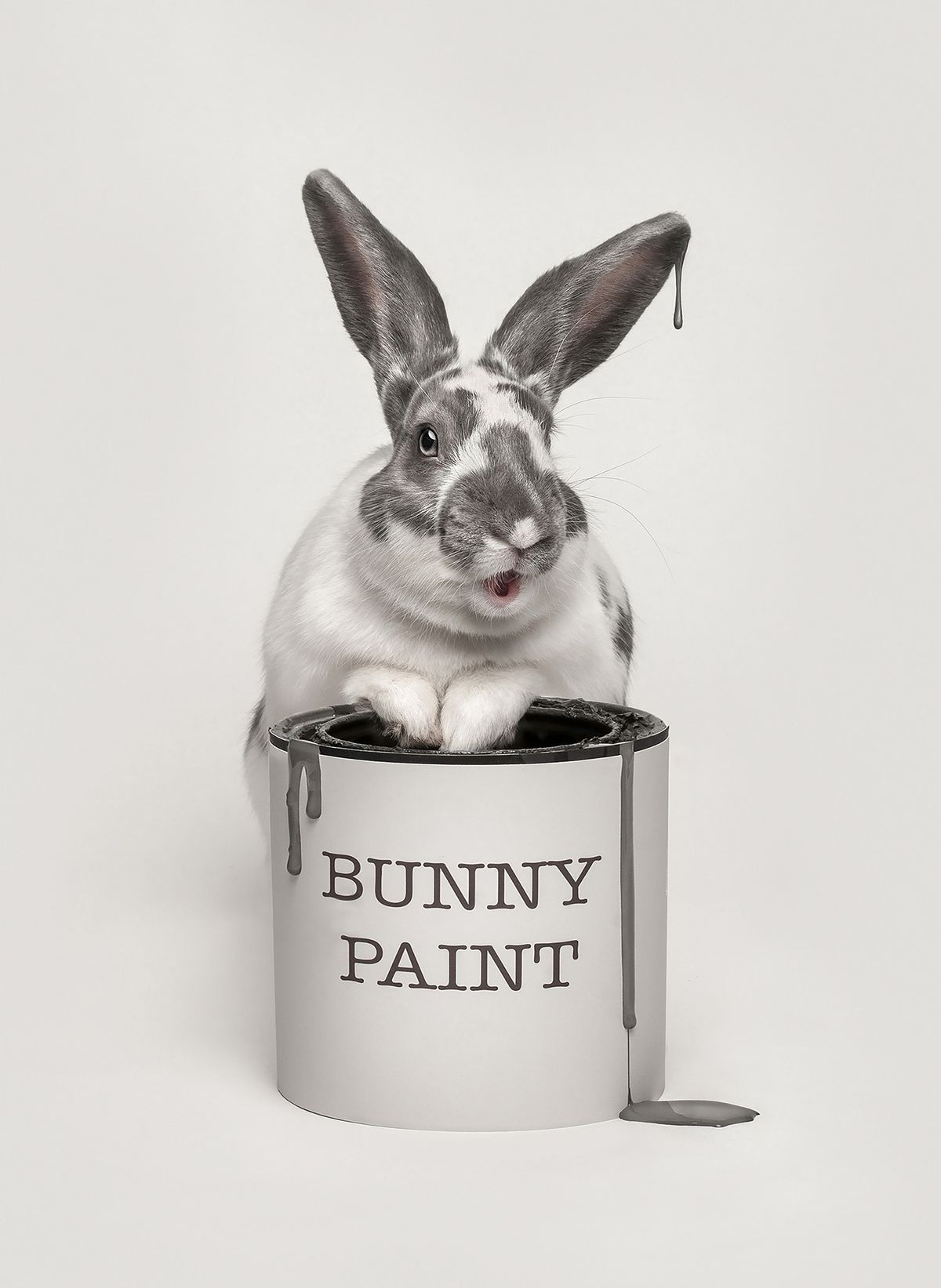 A playful rabbit with gray and white fur sits inside a paint can labeled "Bunny Paint," with paint dripping over the edges