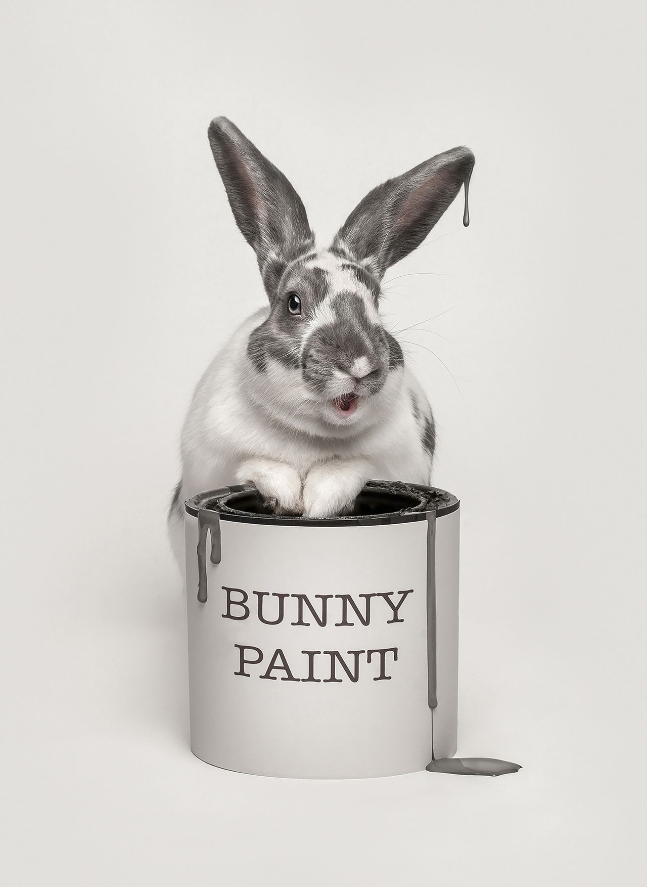 A playful rabbit with gray and white fur sits inside a paint can labeled "Bunny Paint," with paint dripping over the edges