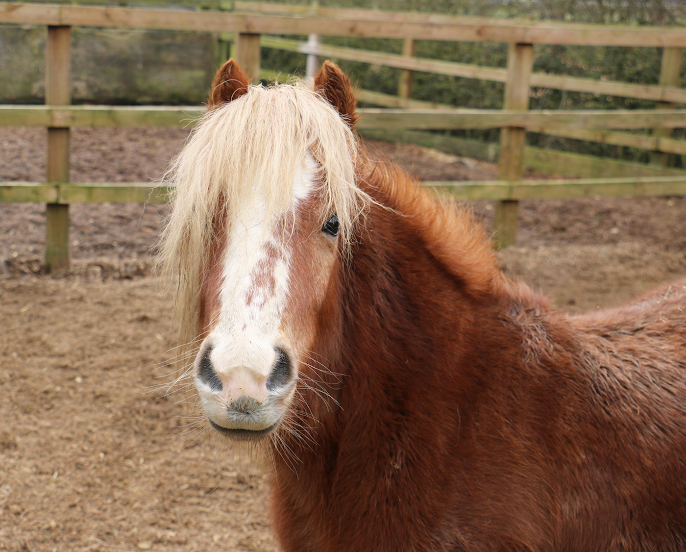 Redwings - Princess Royal
